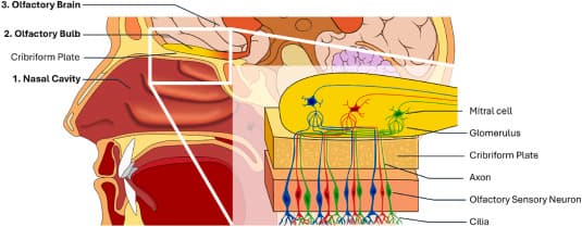 Devices for the electrical stimulation of the olfactory system: A ...