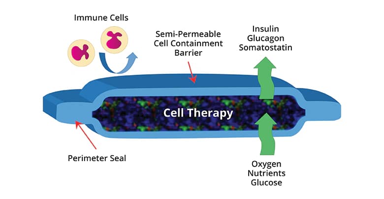 Viacyte Receives Funding to Continue Developing Beta Cell Therapies ...