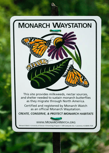 Monarch Waystation at Clear Lake | News & Events | The Clear Lake ...