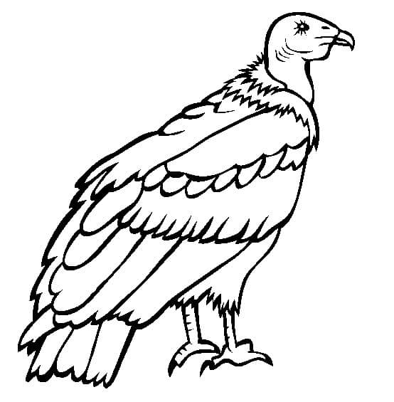 Cóndor Andino para colorear, imprimir e dibujar –ColoringOnly.Com