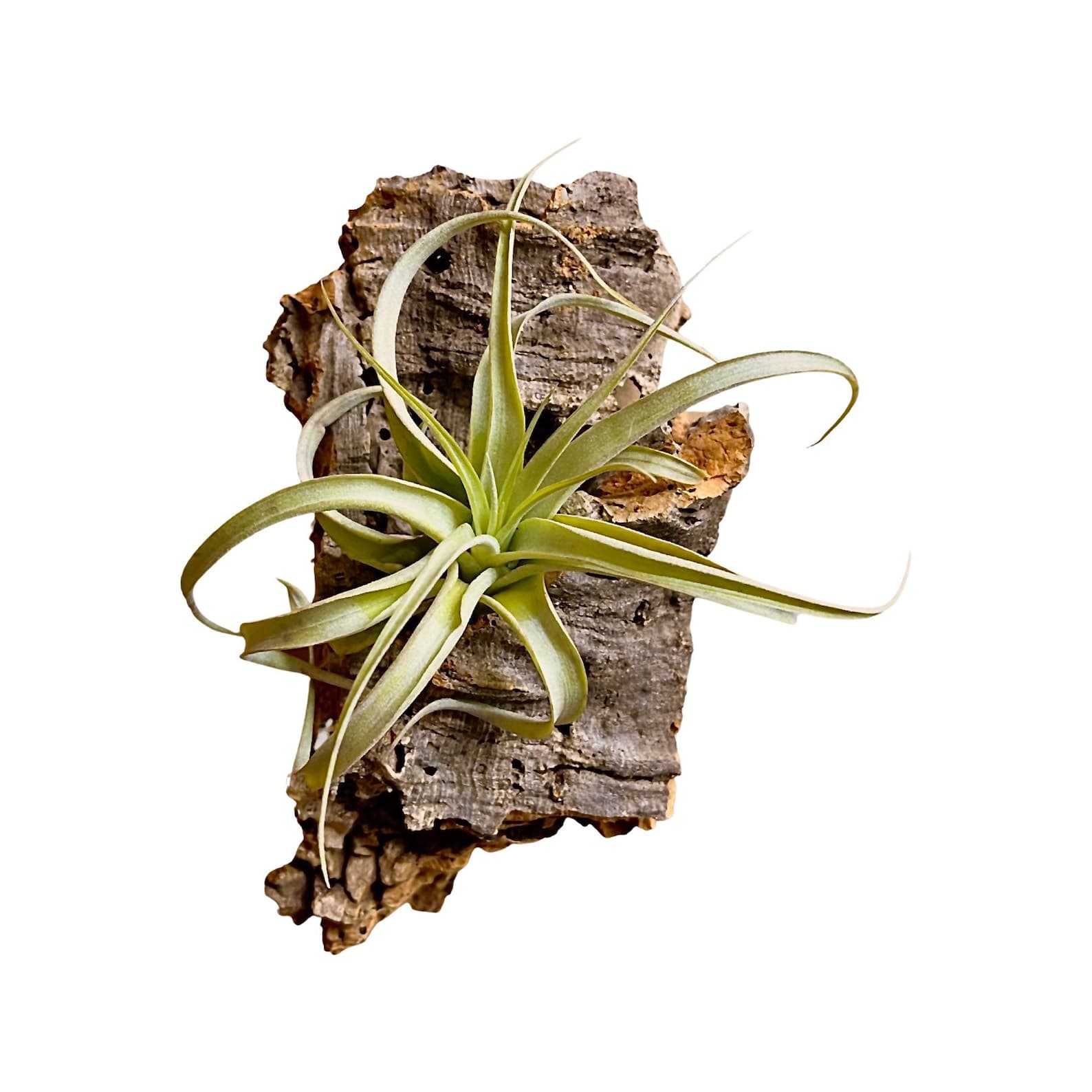 Bulk Cork Bark Flats Terrarium Vivarium Orchid Air Plant Mount Reptile ...