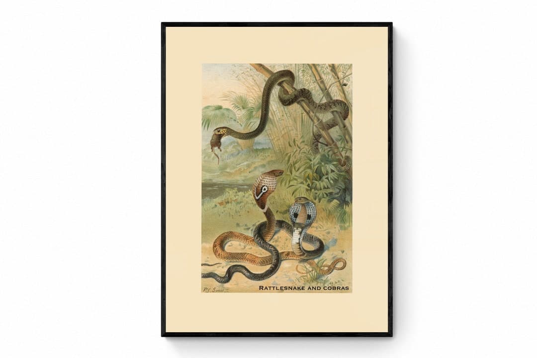 Rattlesnake and Cobras Print - Antique Reproduction - Reptile - Snake ...