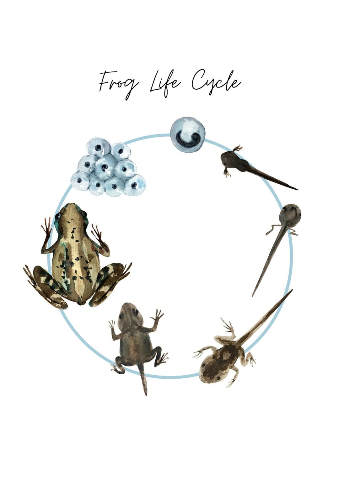 Frog Life Cycle Nature Print - Etsy