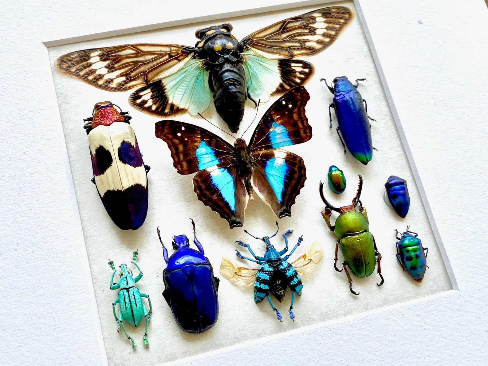 Framed Butterfly Wall Art Real Insect Taxidermy Art Framed Butterflies ...