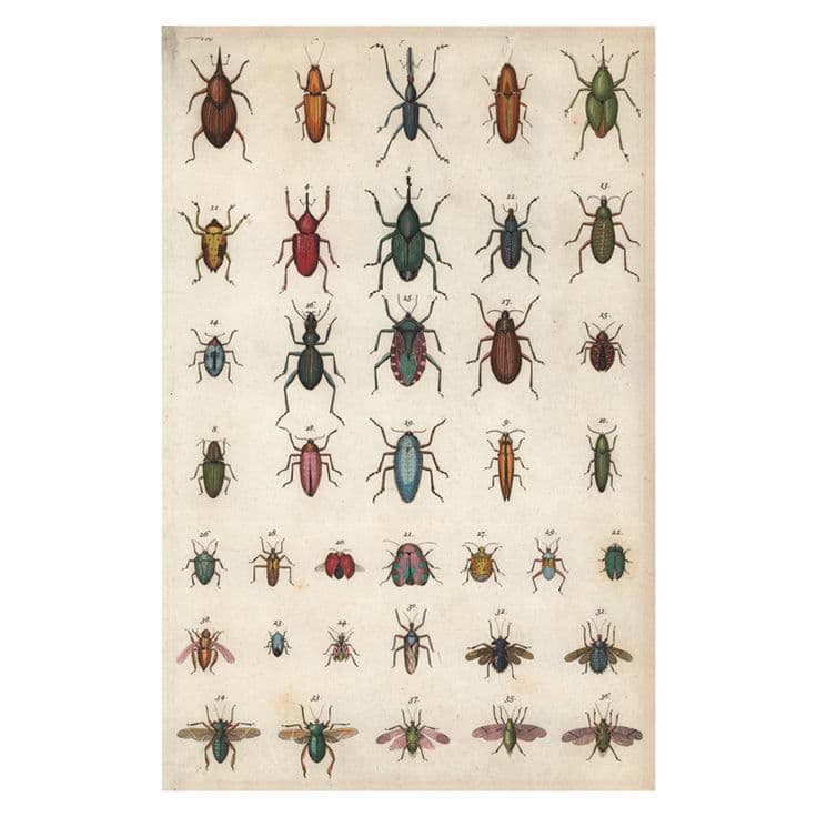 Insects - John Derian Company Inc | John derian, Insect art, Postcards