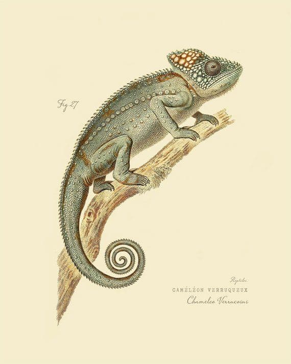 Vintage Reptile Chameleon "Chameleo Verrucosus" Print 8x10 P175 ...
