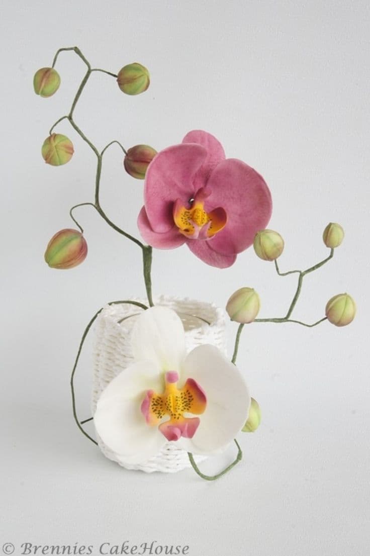 Orchids | Orchids, Orchid cake, Edible flowers