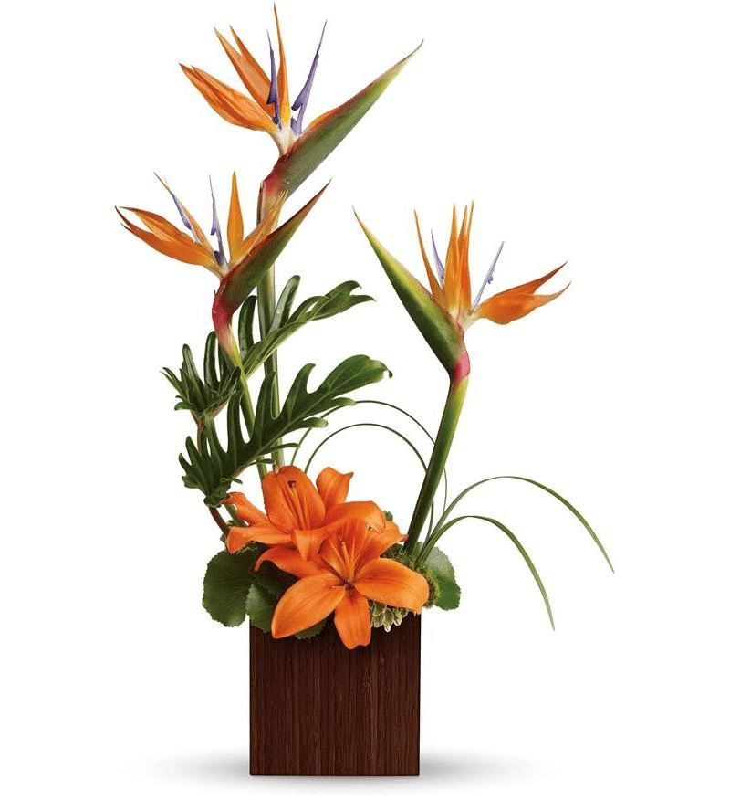 8 Bird of paradise ideas | tropical flower arrangements, tropical ...
