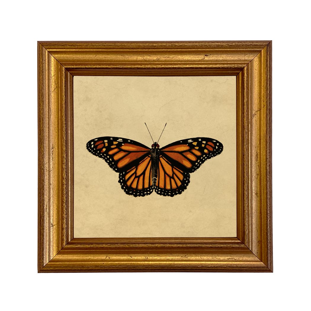 Monarch Butterfly Vintage Style Illustration Framed Print – Madison Bay ...