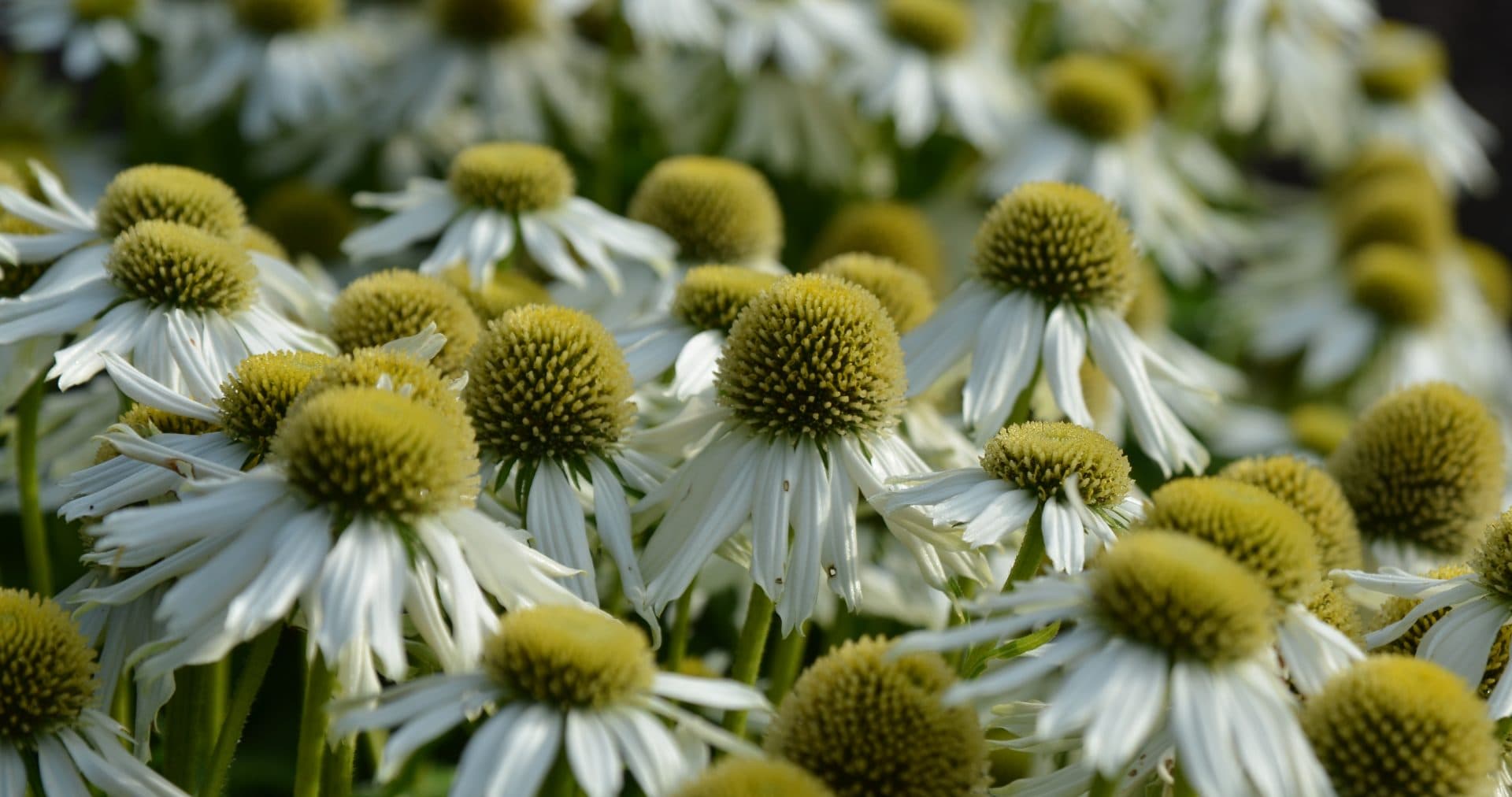 Mt. Cuba Center | Echinacea 'Snow Cone' - Mt. Cuba Center