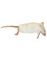 Frozen XL Mice - Rodent Kingdom Malta