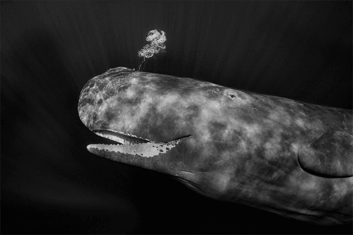 Paul Nicklen: Whales and What Nature Really Gives Us - WWSG