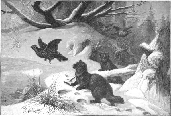 From North Pole to Equator, by Alfred Edmund Brehm—A Project ...