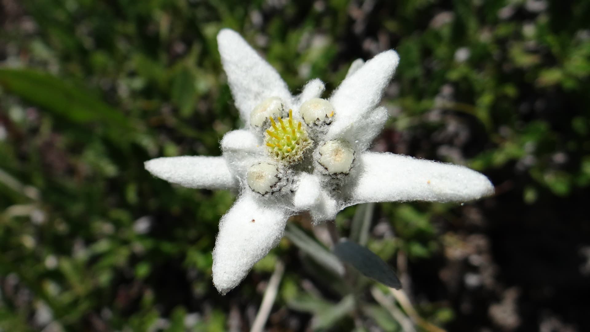 Cubierta Vegetal De Estrella Blanca