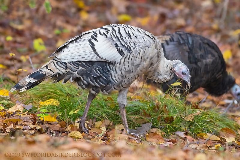 White Wild Turkey