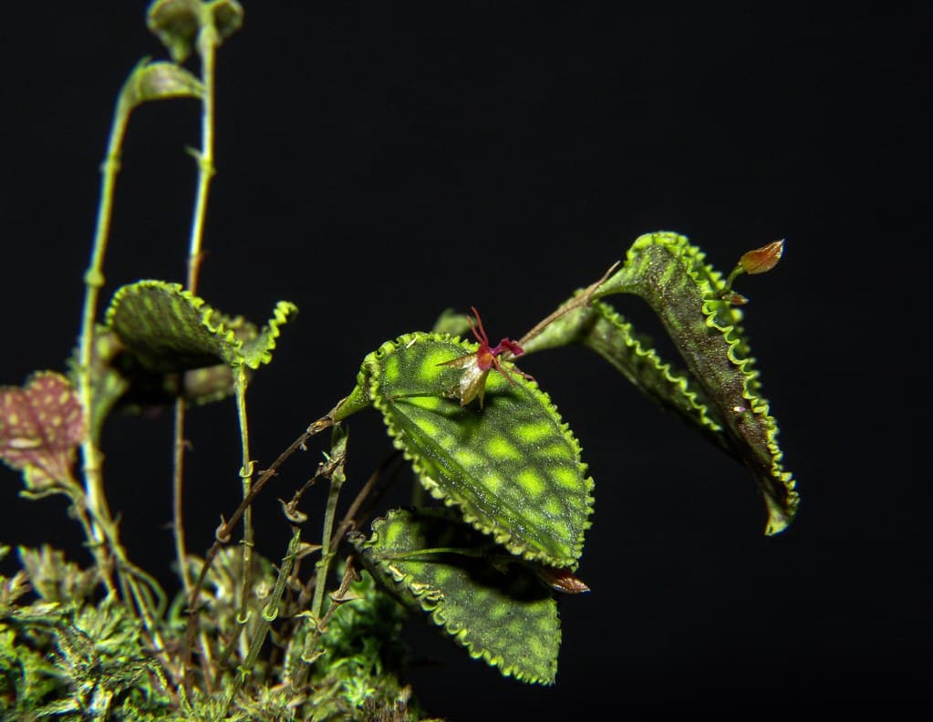 Lepanthes calodictyon care and culture | Travaldo's blog