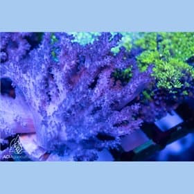 Wild Coral Colonies