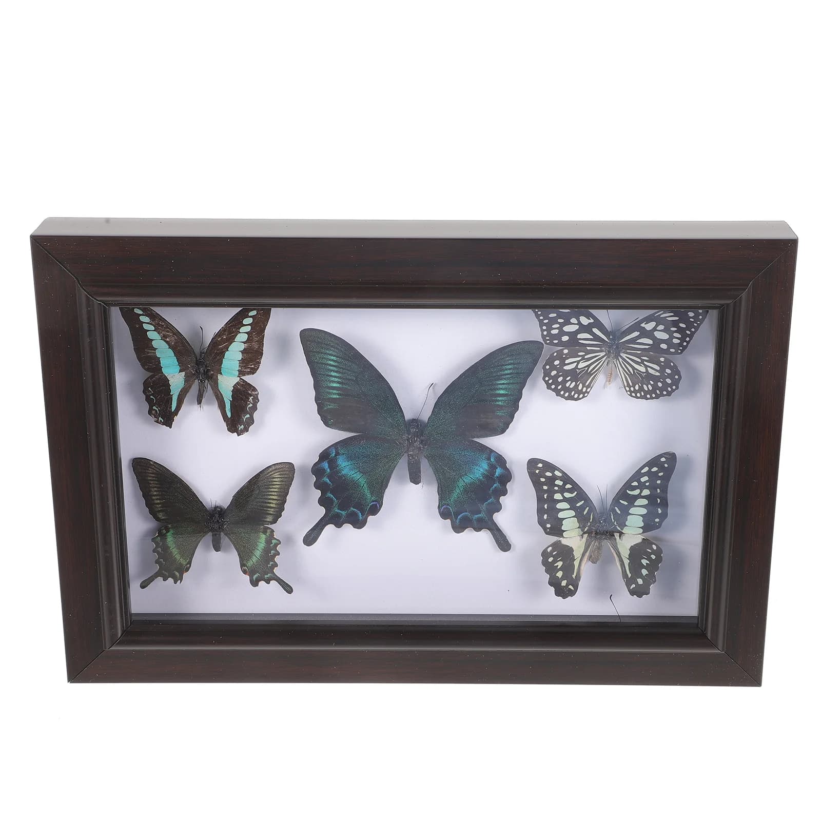 Framed-Butterfly-Taxidermy-Shadow-Box-Butterfly-Specimen-Unique ...