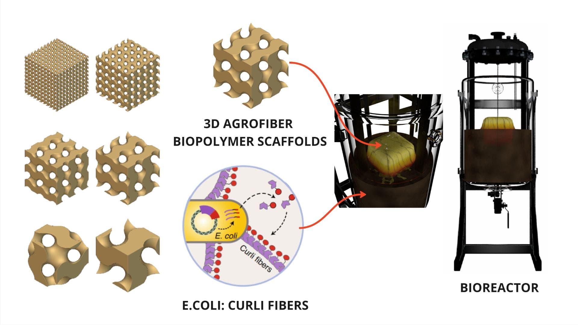 BioActive Scaffolds – BioInteractive Design Lab