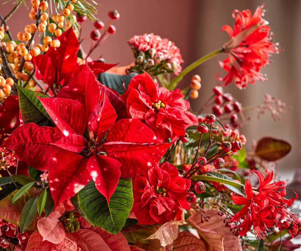 Poinsettia table decorations. Floral festive tables for every taste ...