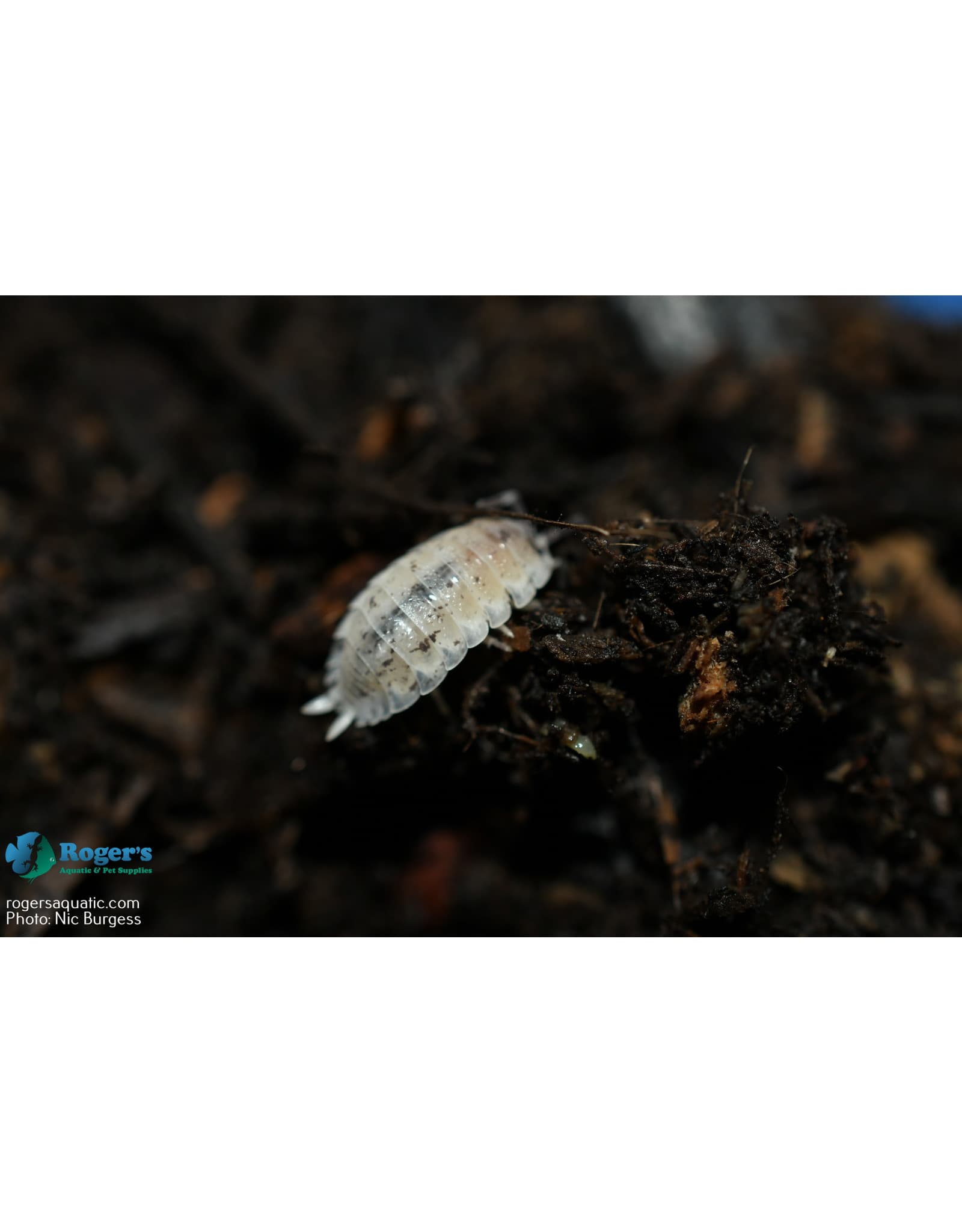 Dwarf White Isopod Culture (Trichorhina Tomentosa), Pack Of, 41% OFF