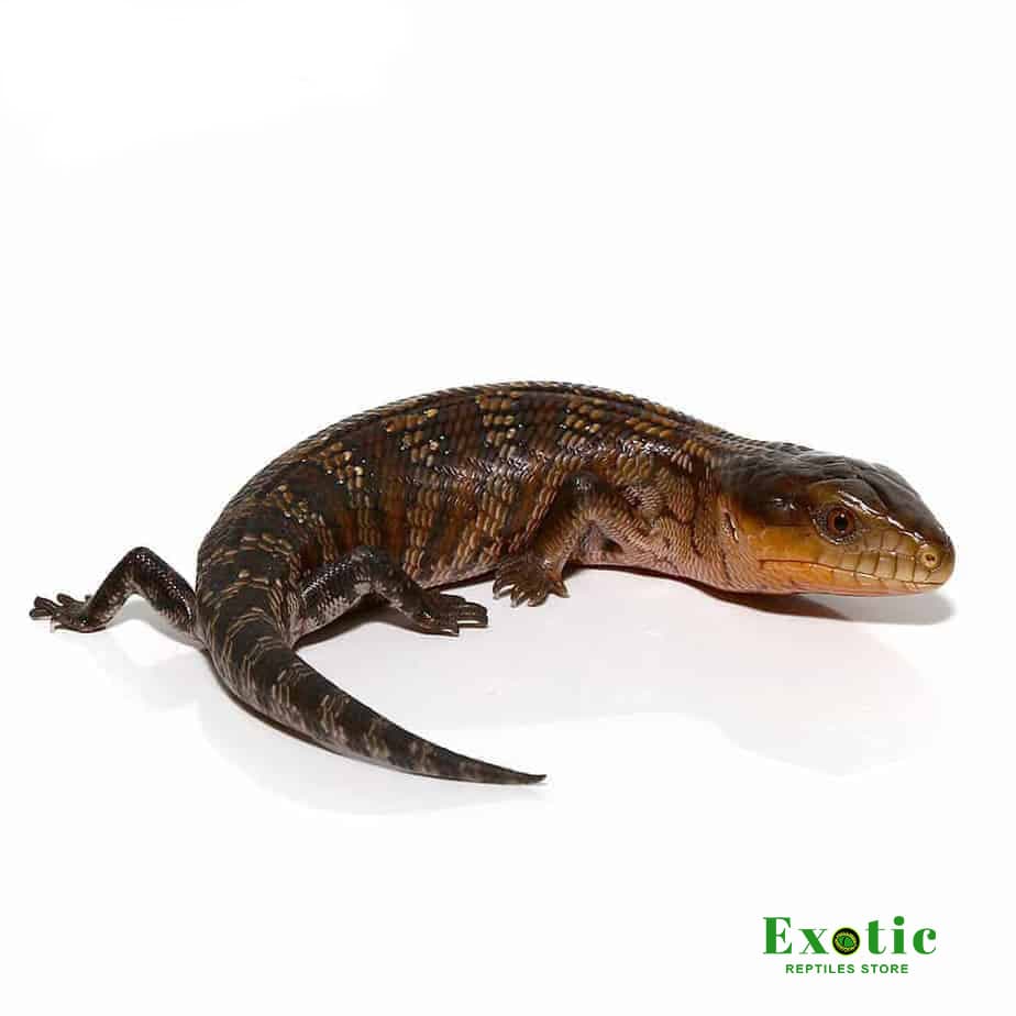 Baby Tanimbar Blue Tongue Skink - Exotic Reptiles Store