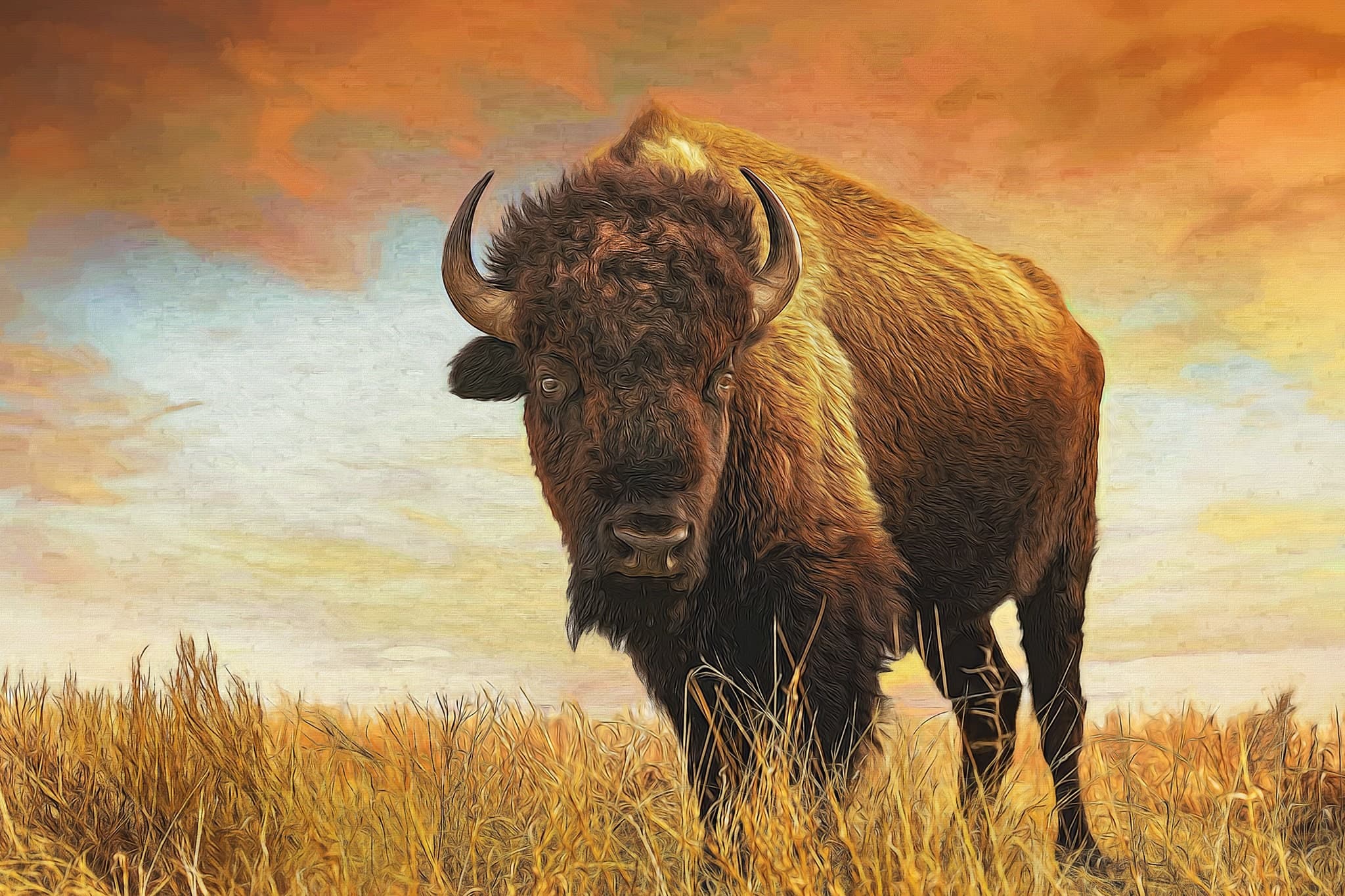 Bison Art Print, Tall Grass Prairie, Buffalo Canvas Art - Etsy