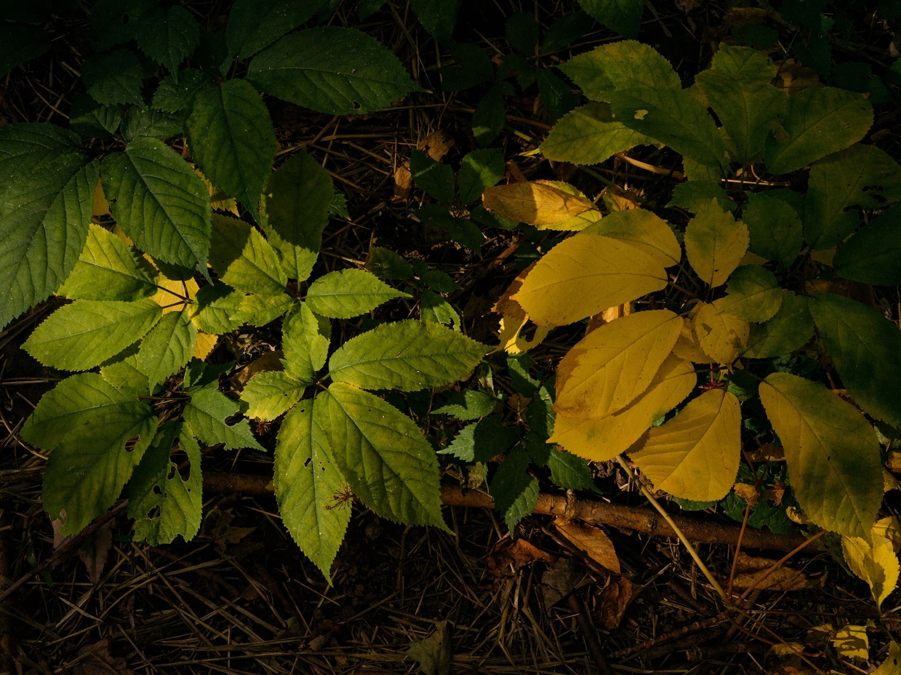 Demand for ginseng is creating a ‘wild west’ in Appalachia | National ...