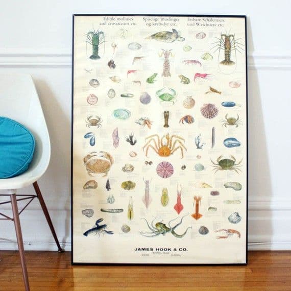 vintage marine chart | Marine biology, Science poster, Biology