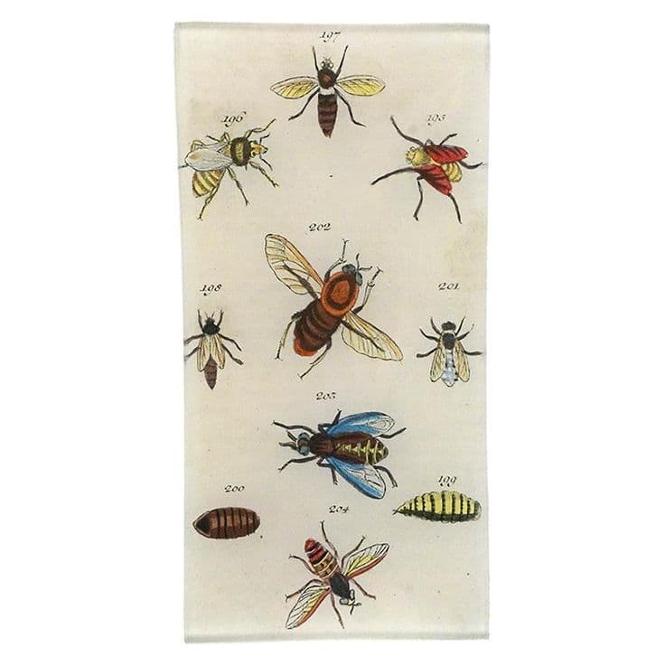 Bees & Bugs - John Derian Company Inc | Vintage framed art, Switch ...