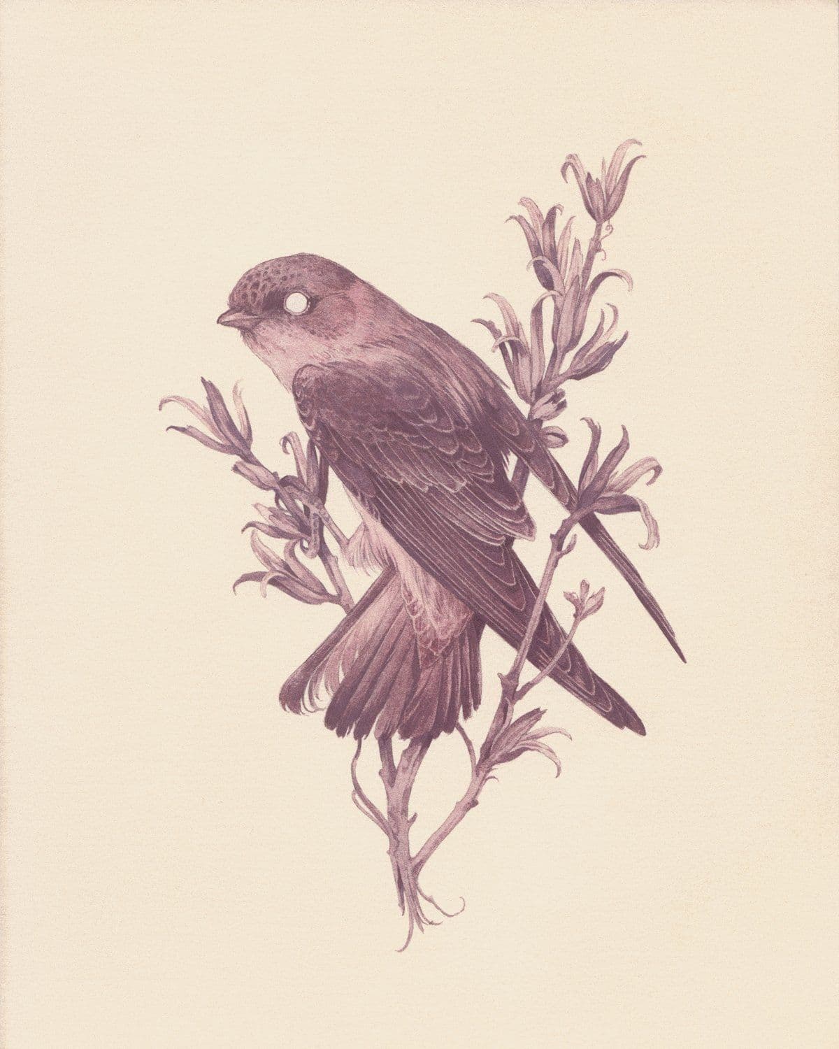 Archive — teagan white Bird Drawings, Animal Drawings, Teagan White ...
