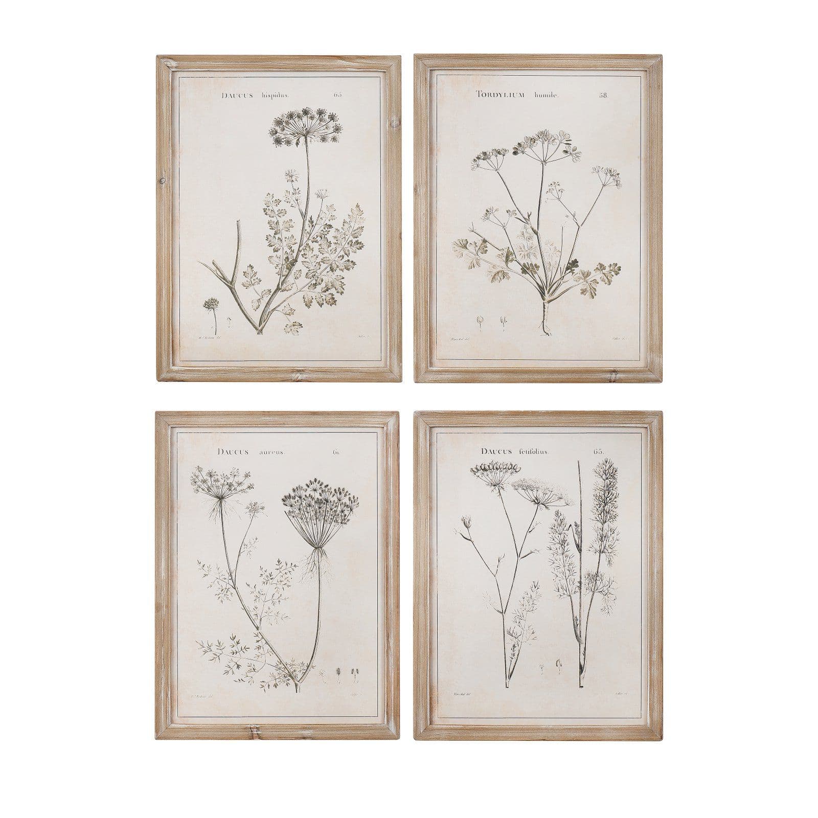 four framed botanical prints in various shapes and sizes, each with ...