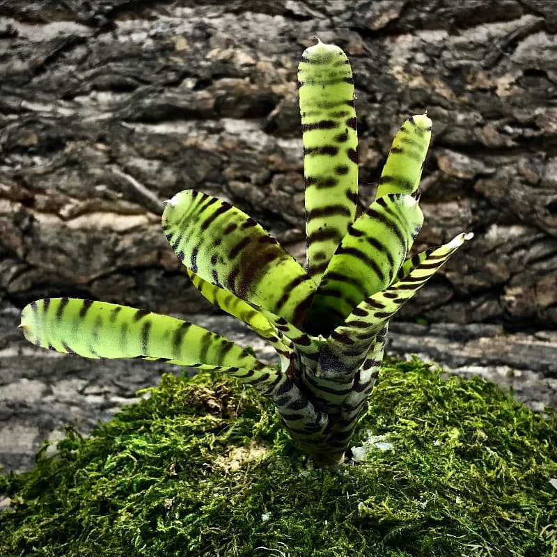 Mini Neoregelia Bromeliad - Ampullacea Banded