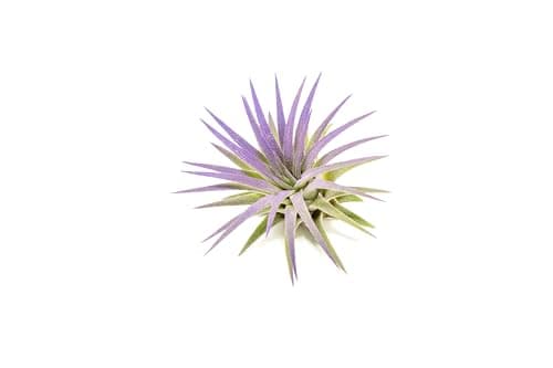 Tillandsia ionantha 'Rubra' | Aquasabi - Aquascaping Shop