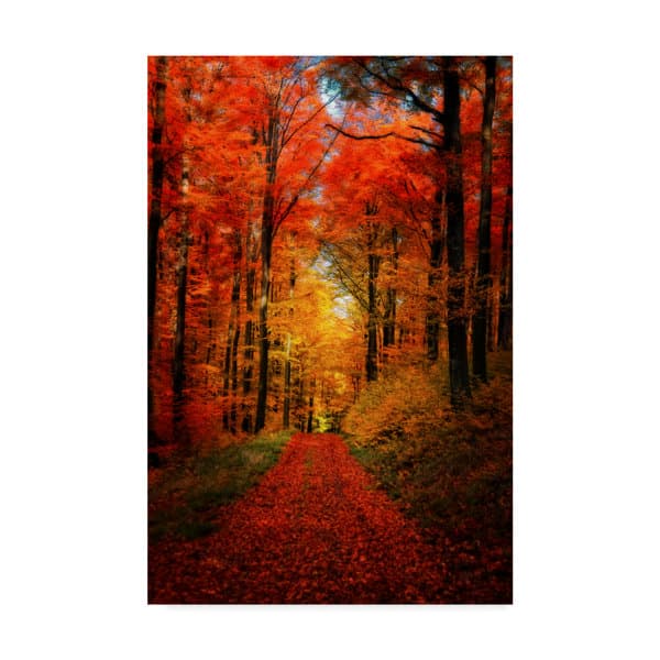Millwood Pines Forest Garden On Canvas by Philippe Sainte-Laudy ...