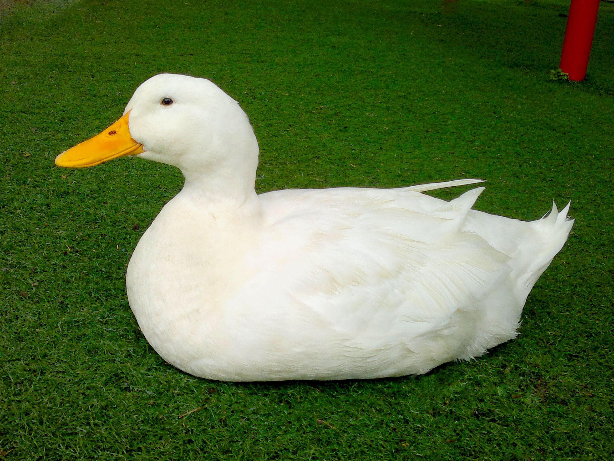 White Duck Wallpapers - Top Free White Duck Backgrounds - WallpaperAccess