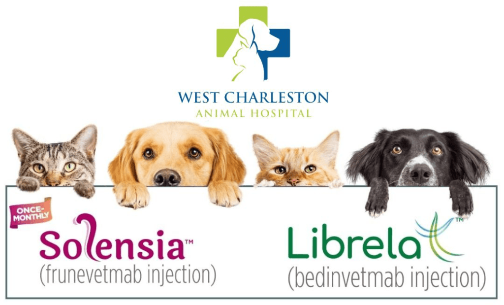 Solensia and Librela: Innovative Treatments for Osteoarthritis in Pets ...