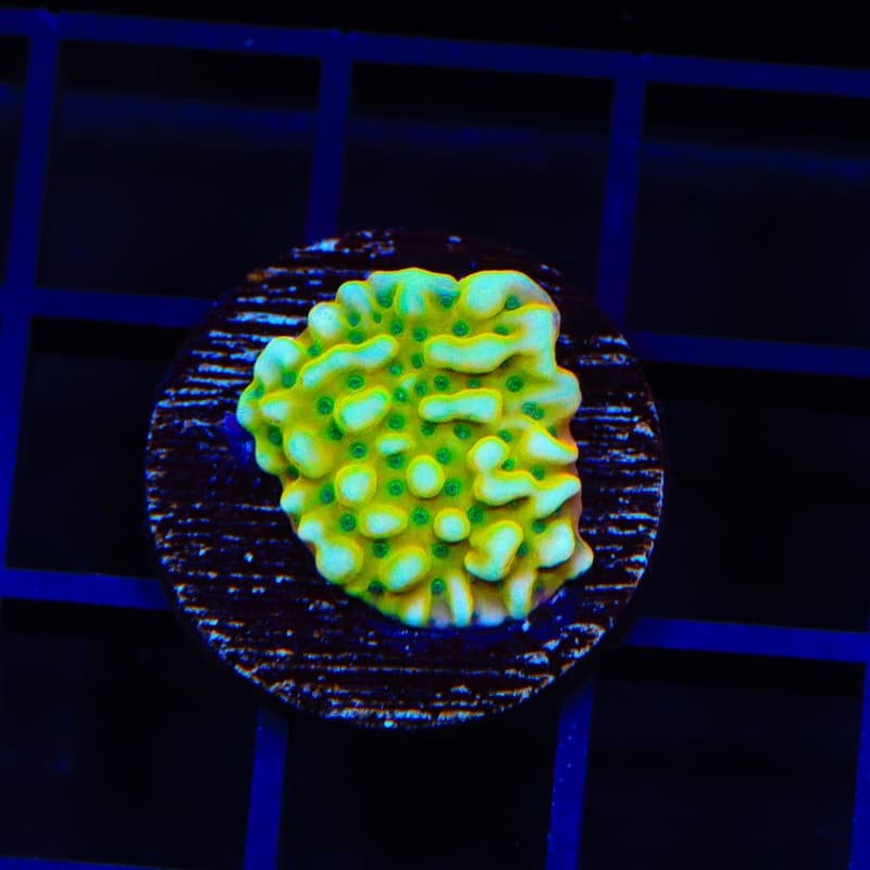 JF Beach Bum Montipora Coral | Livestock | aquariumbeauties.com