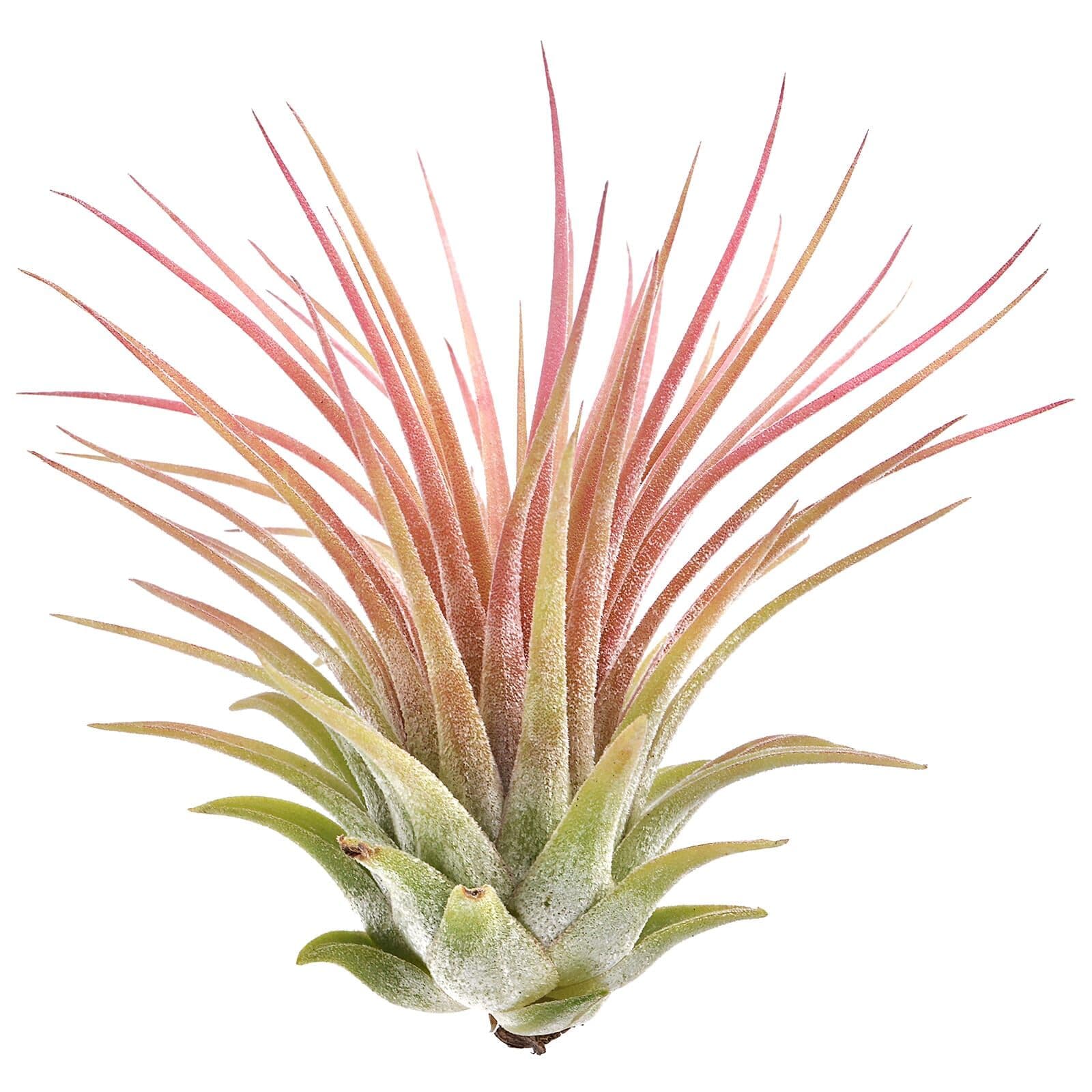 Tillandsia ionantha 'Rubra' | Aquasabi - Aquascaping Shop