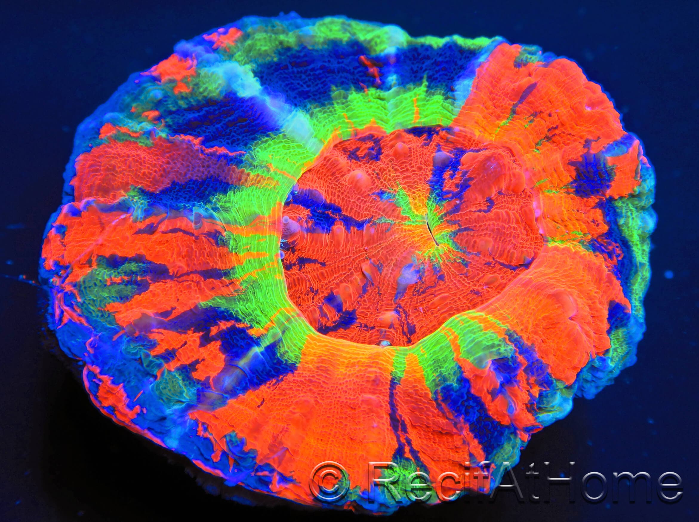 WYSIWYG Homophyllia australis (formerly Scolymia) Master Grade